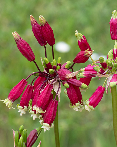 dichelostemma  ida-maia.jpg